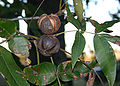 Ripe hickory nuts ready to fall