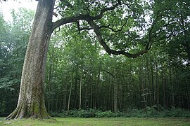 Approximately 500-year-old oak