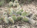 Plains prickly-pear cactus