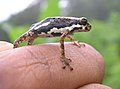Image 32Malabar tree toad, Pedostibes tuberculosus, Hyperoliidae, India (from Tree frog)