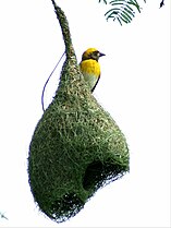 A baya weaver on his unfinished nest, northern India