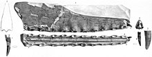 Illustrations of the C. cuvieri holotype.