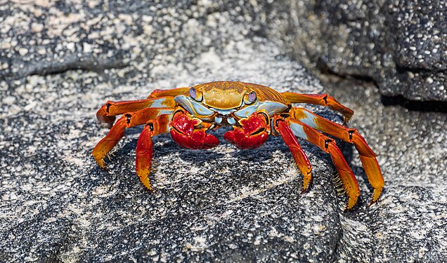 Red rock crab (Grapsus grapsus), Cerro Brujo, San Cristobal Island, Galapagos Islands, Ecuador.