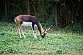 Hirschziegenantilope im Wildgehege
