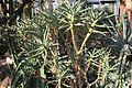Aloe dichotoma ssp. ramosissima