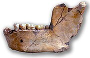 Ternifine III, Homo erectus mauritanicus (0.7 Ma)
