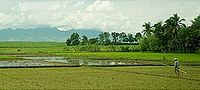 Rice fields with Mount Silay as background, taken from the Cadiz highway