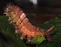 Caterpillar (brown form)