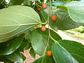 C. sinensis with orange fruit and glossy, almost hairless leaves
