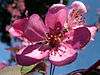 Sweet crabapple blossom