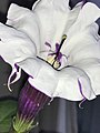 Datura metel 'Fastuosa' - fully-open, semi-double flower, showing protruding pistil
