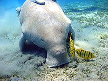 A dugong with its mouth on the sandy seafloor, leaving a noticeable cloud which hovers near the bottom. There are two yellow fish with black stripes near its mouth, and there are grasses poking out of the seafloor