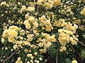 Blüten der Rosa banksiae var. lutea