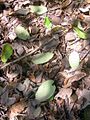 White beech - fallen leaves, near Dungog