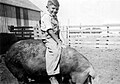 Iowa farm boy riding hog, about 1941