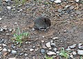 western red-backed vole