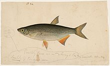 An 1837 watercolor painting of a golden shiner by Jacques Burkhardt.
