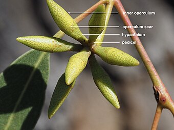 Blütenstand von Eucalyptus blakelyi