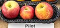 Pilot (Apfel)