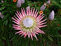Blütenstand der Königsprotea (Protea cynaroides)