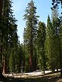 Riesenmammutbäume im Yosemite-Nationalpark