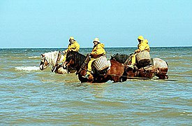 Belgium shrimpers on horseback