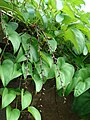 Purple yam leaves