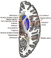 Horizontal section of right cerebral hemisphere.