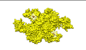 Figure 2. E1 protein binds a molecule of ubiquitin in each of two identical active sites (highlighted). The important residues, Cysteine and Arginine, are labeled in red.[2]