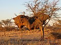 Sociable weaver nests in Namibia