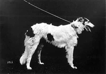 Borzoi owned by Max Hartenstein, Berlin, Germany, 1879