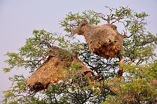 Communal Philetairus nests in central Namibia