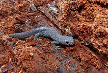 Young alpine newt sitting in rotting wood