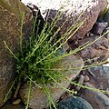 Artemisia herba-alba (Asteraceae)