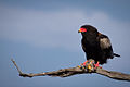 The name may derive from the Shona word for Bateleur eagle