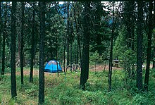 Photo of a tent and campsite through pine trees