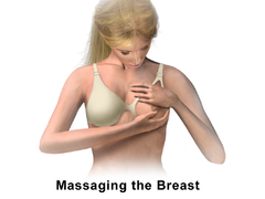 Breastfeeding - Massage breast.