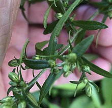 Photo of a hand holding stems of a Symphyotrichum lateriflorum, or calico aster. The plant is in the stage of budding. The stems are very hairy.