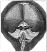 Hooke's drawing of a grey dronefly