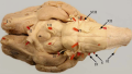 Ventral view of a sheep's brain. The exits of the various cranial nerves are marked with red.