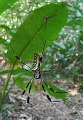 The tiny male of the golden orb weaver (Trichonephila clavipes) (near the top of the leaf) is protected from the female by producing the right vibrations in the web, and may be too small to be worth eating.