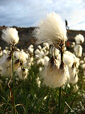 Common cottonsedge (Eriophorum angustifolium)