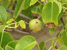 A spherical, green and brown, apple-like fruit on a tree.
