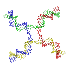 Molecular structure of a Holliday junction. From PDB: 3CRX​.