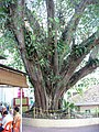 A close-up look of the Bodhi tree at Lorong How Sun. The Bodhi tree shares a symbiotic relationship with the temple as its roots are deeply intertwined with the building's foundation
