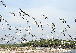 Kadalundi Bird Sanctuary is located in the Balathiruthi Island clusters of Vallikkunnu