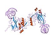 1h9d: AML1/CBF-BETA/DNA COMPLEX