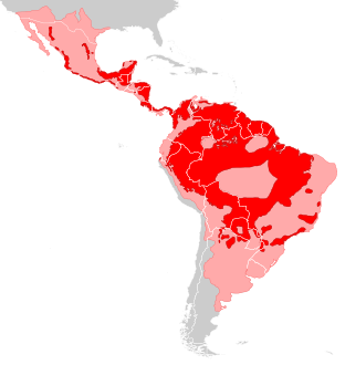 Distribution of jaguars; pink indicates former range.