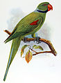 Psittakula wardi ausgestorben Extinct Birds, by Lionel Walter Rothschild
