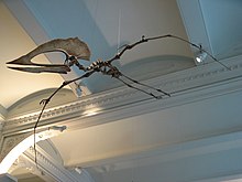 A skeleton with a large skull and a comparatively tiny body posed in flight near the ceiling of a large room